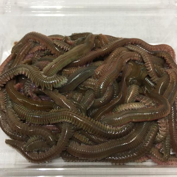 【青イソメ】 釣り餌 生き餌 青イソメ 約80g /【Buyee】 Buyee - Japanese Proxy