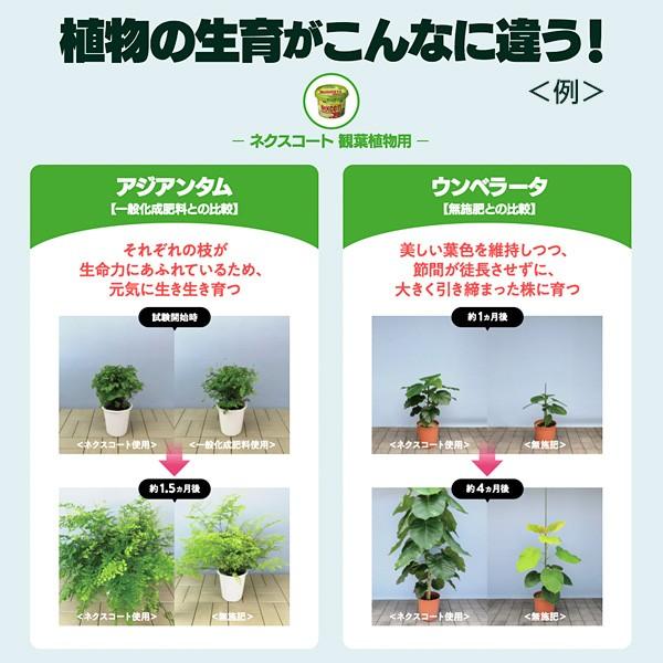 ネクス コート いろいろ コレクション な 植物 用