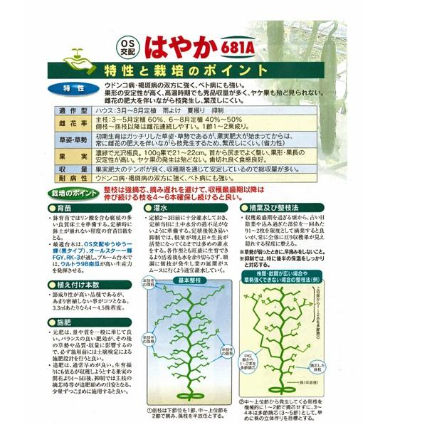 野菜の種/種子はやか681A 350粒キュウリきゅうり（メール便発送/大袋