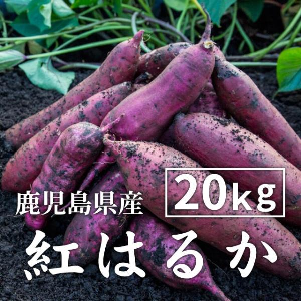 さつまいも 紅はるか 20kg 土付き (生芋・大小混在) (北海道