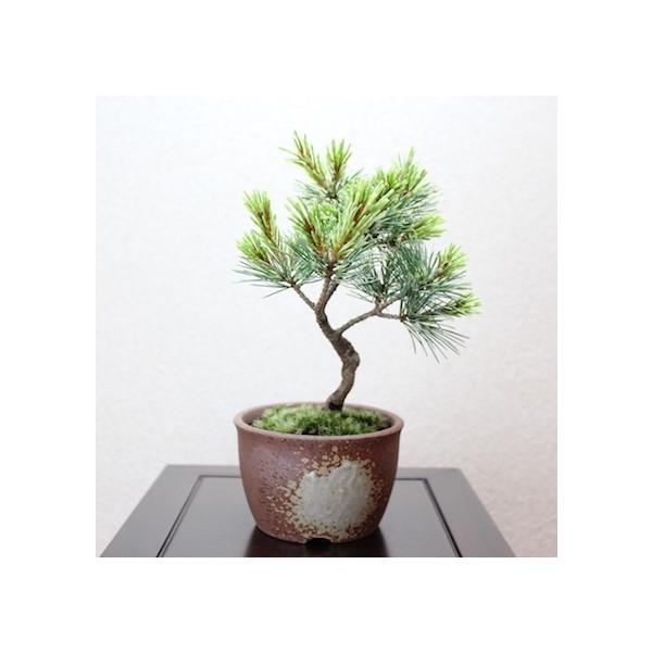 吹雪五葉松小品盆栽bonsai 送料無料/【Buyee】