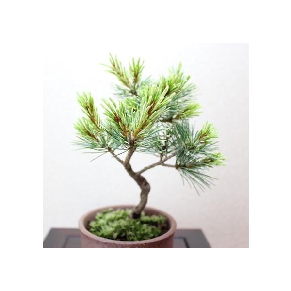 吹雪五葉松小品盆栽bonsai 送料無料/【Buyee】 bot-online