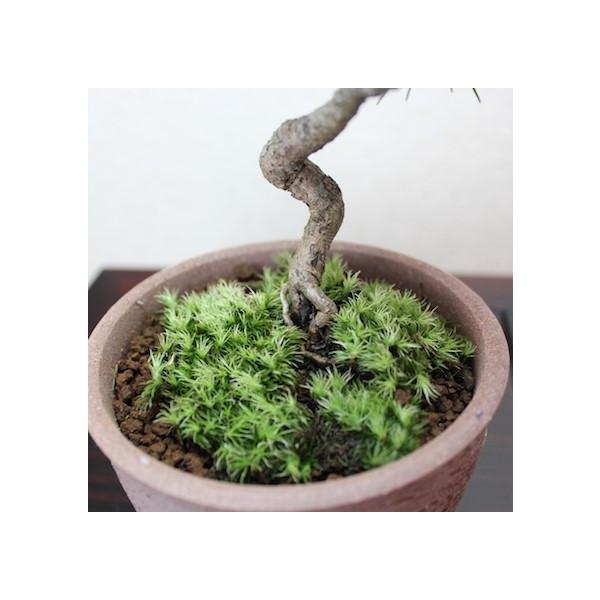 吹雪五葉松小品盆栽bonsai 送料無料/【Buyee】