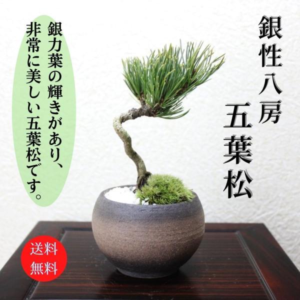 銀性八房五葉松ごようまつbonsai 小品盆栽/【Buyee】 bot-online