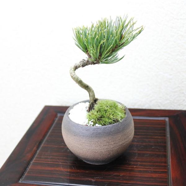 銀性八房五葉松ごようまつbonsai 小品盆栽/【Buyee】