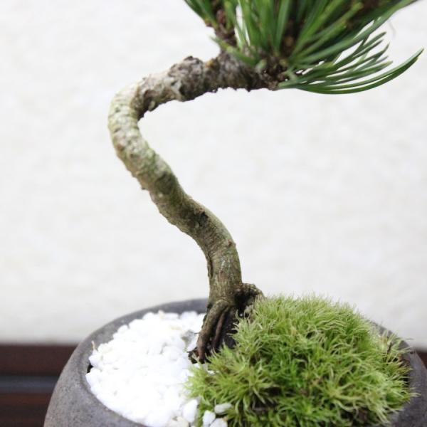 銀性八房五葉松ごようまつbonsai 小品盆栽/【Buyee】