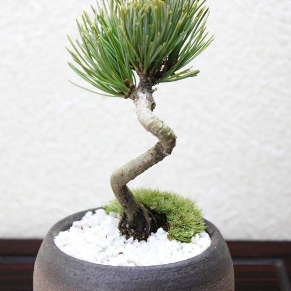 銀性八房五葉松ごようまつbonsai 小品盆栽/【Buyee】