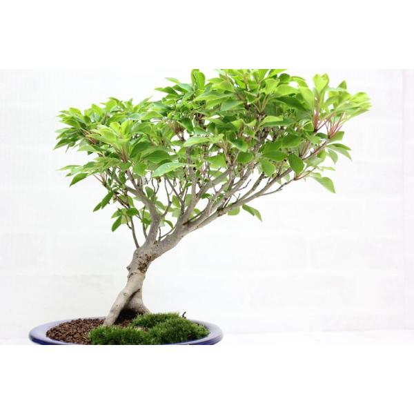 ツクモドウダンツツジ 盆栽 ツクモドウダンツツジ つくもどうだんつつじ 盆栽 bonsai 送料