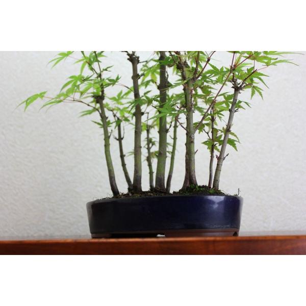 極上仕立 山モミジ盆栽 寄せ植え 紅葉 もみじ /【Buyee】 Buyee