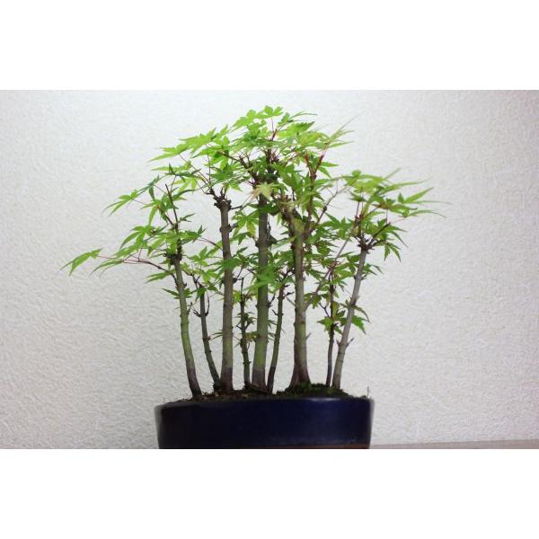 極上仕立 山モミジ盆栽 寄せ植え 紅葉 もみじ /【Buyee】