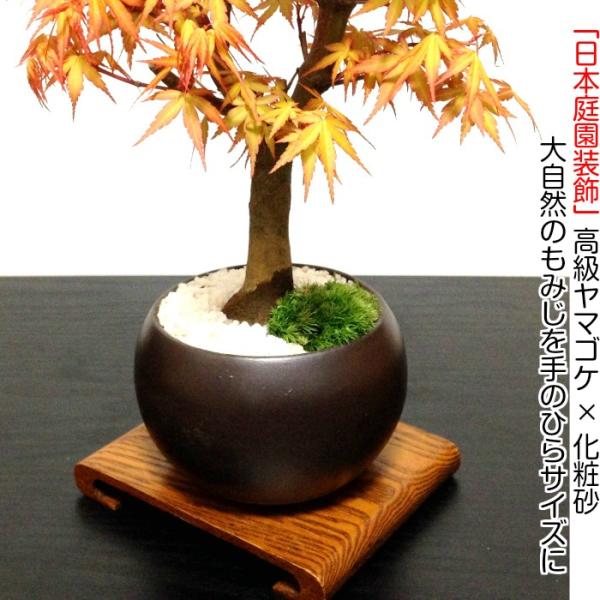 桂モミジ 高級盆栽-