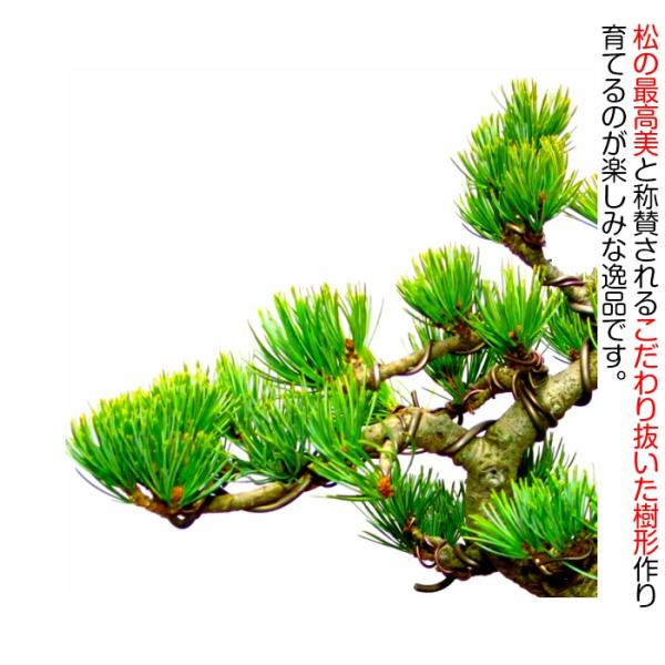 盆栽 松 五葉松 希少 樹齢15年 完成された樹形美 富士山をイメージした