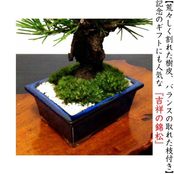 即日出荷盆栽松樹齢7年渾身の傑作太幹夢錦錦松極太幹樹形美