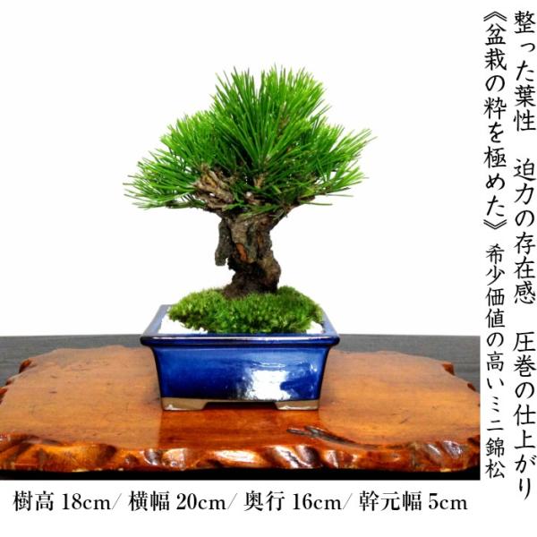 盆栽 小品盆栽 錦松夢錦-2