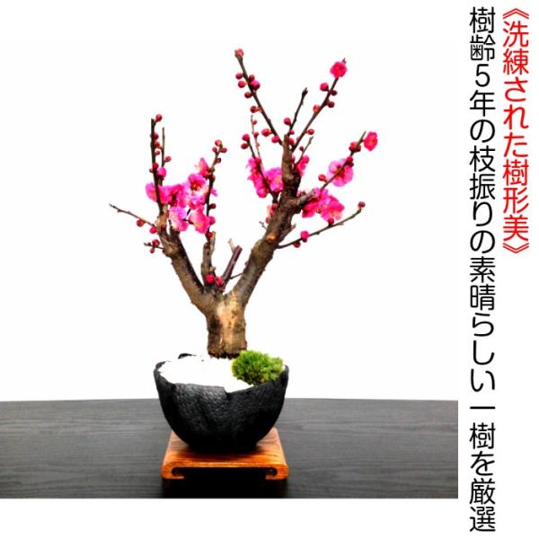 紅梅 盆栽　赤花 2025年開花終了】【紅梅盆栽 万古白深鉢三波石の飾り石付き