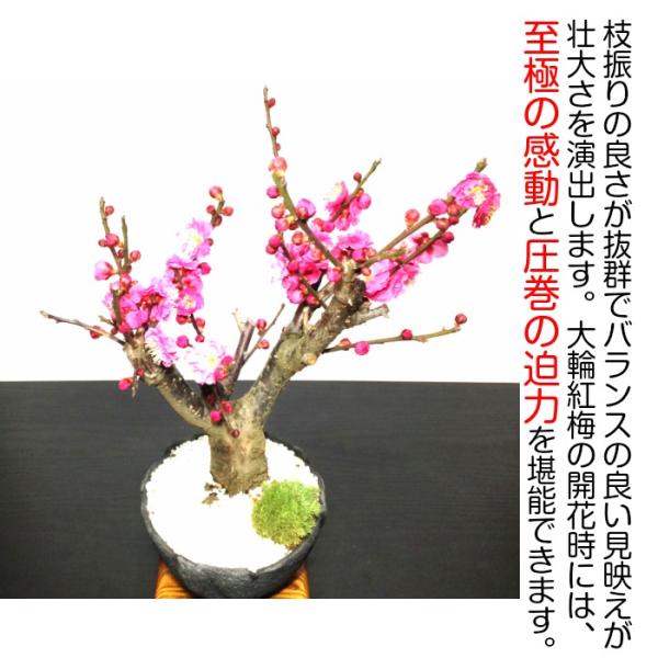 盆栽 梅 紅花梅 盆栽 80〜100個以上の花芽付 盆栽 ギフト 誕生日