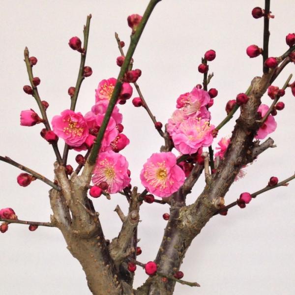 盆栽 梅 紅花梅 盆栽 80〜100個以上の花芽付 盆栽 ギフト 誕生日