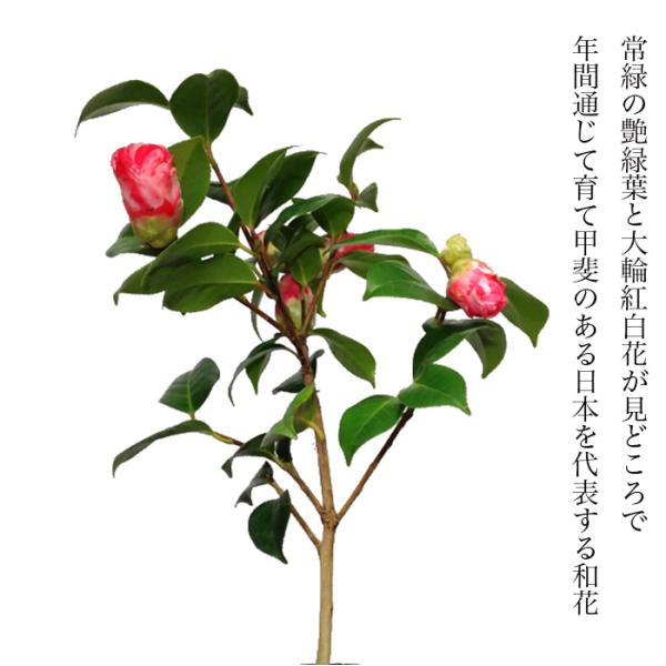 冬椿盆栽　（白）　根上り盆栽 盆栽 椿 岩根絞り 紅白花 室内 趣味 おしゃれ盆栽 ミニ観葉 盆栽