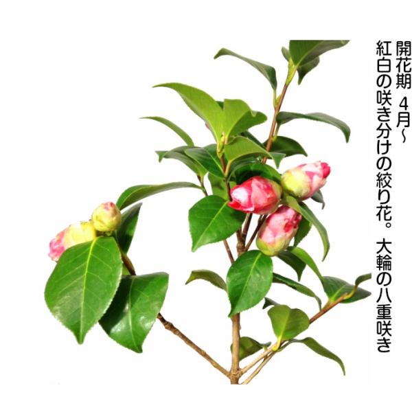 盆栽 椿 岩根絞り 紅白花 室内 趣味 おしゃれ盆栽 ミニ観葉 盆栽