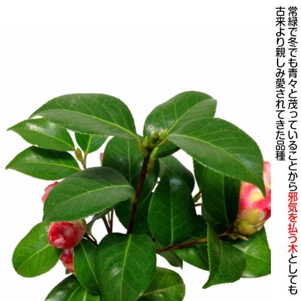 冬椿盆栽　（白）　根上り盆栽 冬椿盆栽 （白） 根上り盆栽 盆栽 椿 岩根絞り 紅白花 室内 趣味