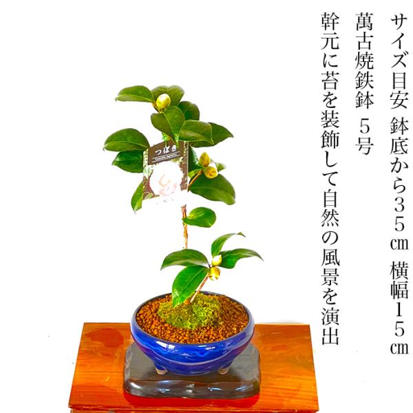 冬椿盆栽　（白）　根上り盆栽 冬椿盆栽 （白） 根上り盆栽 盆栽 椿 岩根絞り 紅白花 室内 趣味