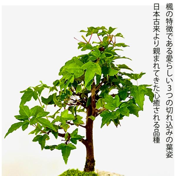 楓 盆栽 盆栽 楓 小品盆栽 楓【 20 B ― 12 】 - 小品盆栽専門店 湘風