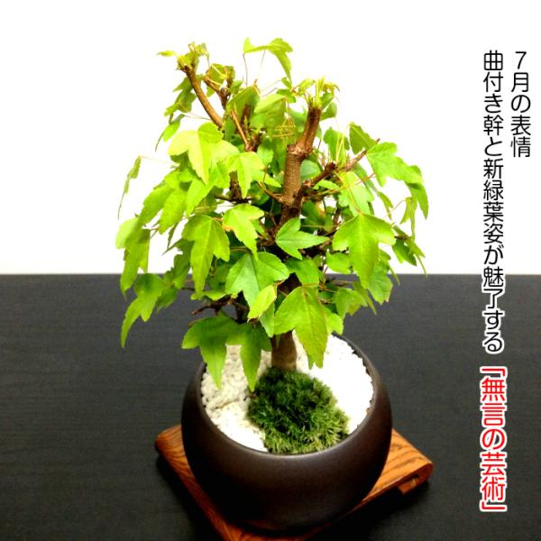 盆栽　楓　インテリアに 楓の寄植えの盆栽の販売｜盆栽妙 – 盆栽妙 本店