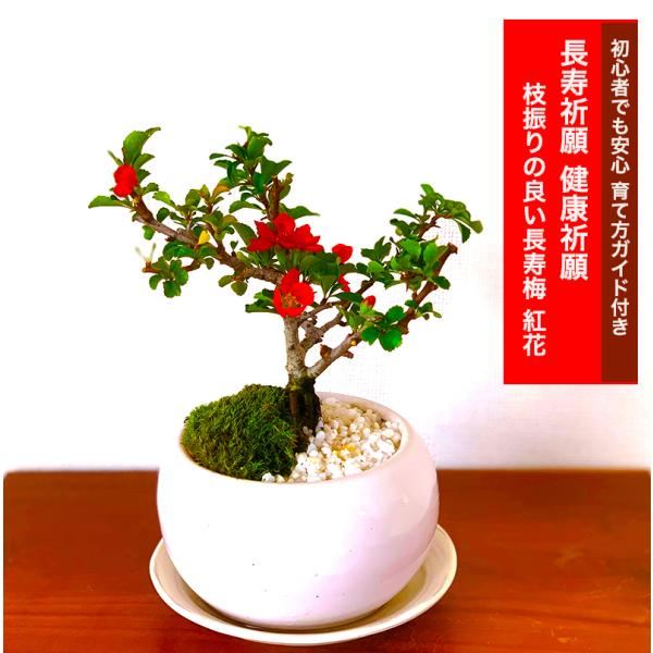 「亦盆栽」長寿梅 紅花 小品盆栽 亦盆栽」長寿梅 紅花 小品盆栽