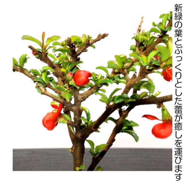 盆栽 長寿梅 ミニ盆栽 四季咲赤花 育て方指南書付 健康祈願 ミニ盆栽