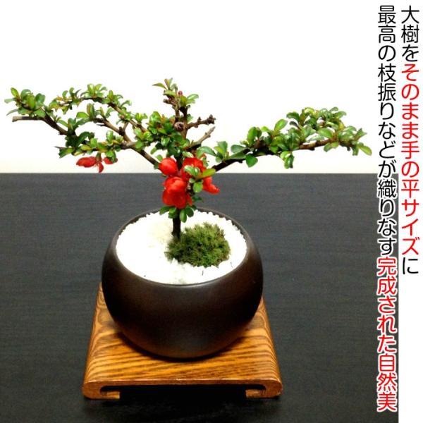 盆栽 長寿梅 ミニ盆栽 四季咲赤花 育て方指南書付 健康祈願 ミニ盆栽