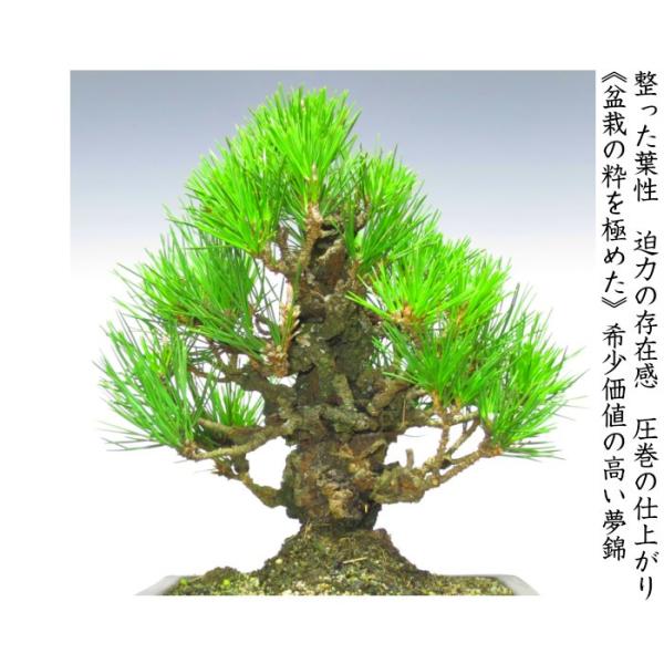 盆栽松錦松樹齢13年渾身の傑作極太幹の「夢錦」 /【Buyee】