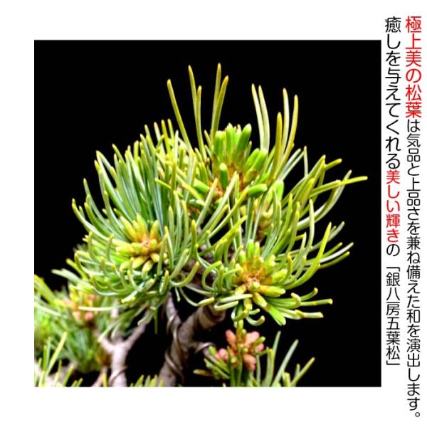 盆栽 松 樹齢8年 特選 曲付き 高松五葉松 盆栽 松 室内 初心者 盆栽 松 樹齢8年 特選 曲付き 高松五葉松 盆栽 松 室内 初心者