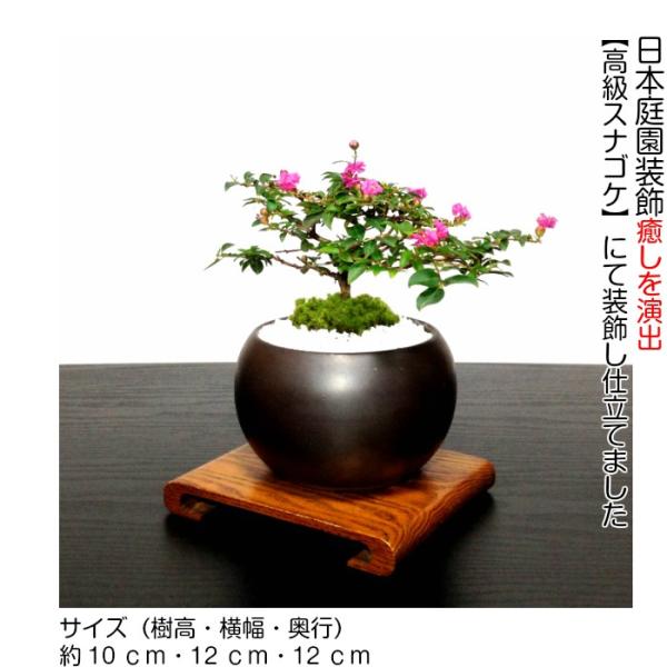 盆栽 ミニ 初心者 室内 ギフト 姫サルスベリ プチ盆栽 - Japanese Proxy Service Buy from Japan
