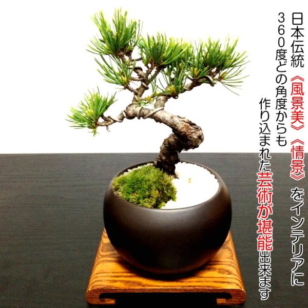 wagokorobonsai_wb0066
