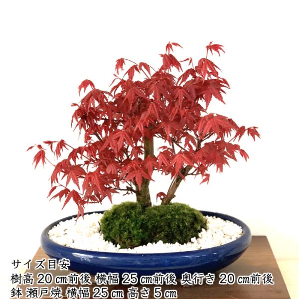 盆栽もみじ即日出荷可希少双幹樹形出猩々もみじ盆栽お祝いギフト/【Buyee】