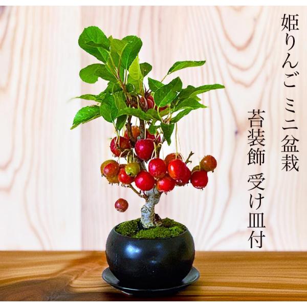 盆栽 姫りんご ミニ盆栽 初心者 室内 癒し 趣味 盆栽 ギフト 誕生日