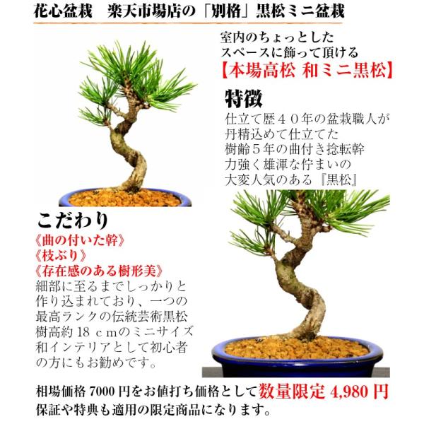 黒松（２本セット）樹齢40年　ミニ盆栽