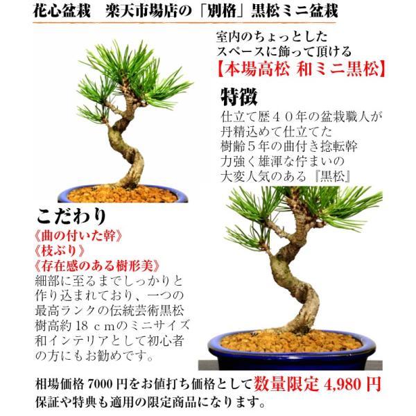黒松盆栽　持ち込み古い　木肌荒れ　太幹　幹元捻転　樹高３３ｃｍ Yahoo!オークション - 黒松盆栽 古木 捻転幹 小品盆栽 ミニ盆栽 樹高葉