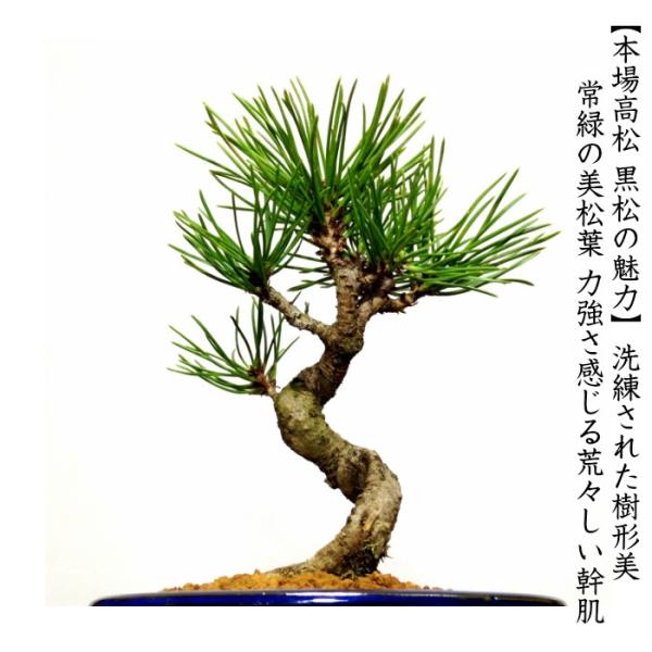 盆栽 松 黒松 樹形美 樹齢5年 捻転幹 黒松ミニ盆栽 /【Buyee】