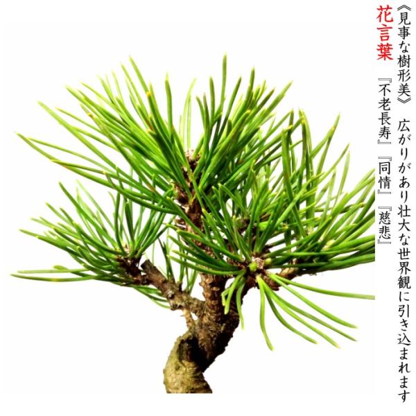 盆栽 松 黒松 樹形美 樹齢5年 捻転幹 黒松ミニ盆栽 /【Buyee】 Buyee
