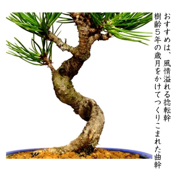 盆栽 松 黒松 樹形美 樹齢5年 捻転幹 黒松ミニ盆栽 /【Buyee】
