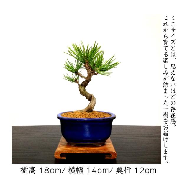 盆栽 松 黒松 樹形美 樹齢5年 捻転幹 黒松ミニ盆栽 /【Buyee】