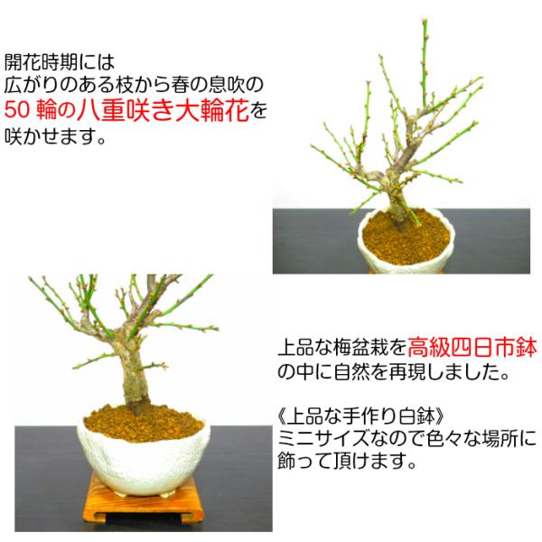盆栽 梅 一級品 玉牡丹 1月開花 白梅 盆栽 ミニ 室内 初心者