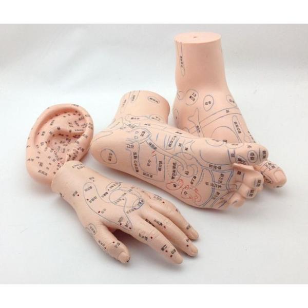 レインボー療法マニュアル2010➕テープ２２シート➕手のツボ模型 レインボー療法マニュアル2010➕テープ22シート➕手のツボ模型