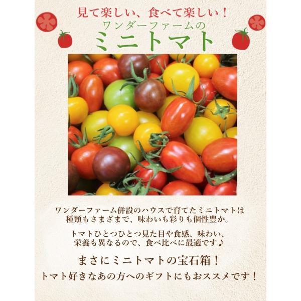 トマト★ ミニトマトミックス 1.7kg詰め（トマトの宝石箱) お取り寄せ野菜