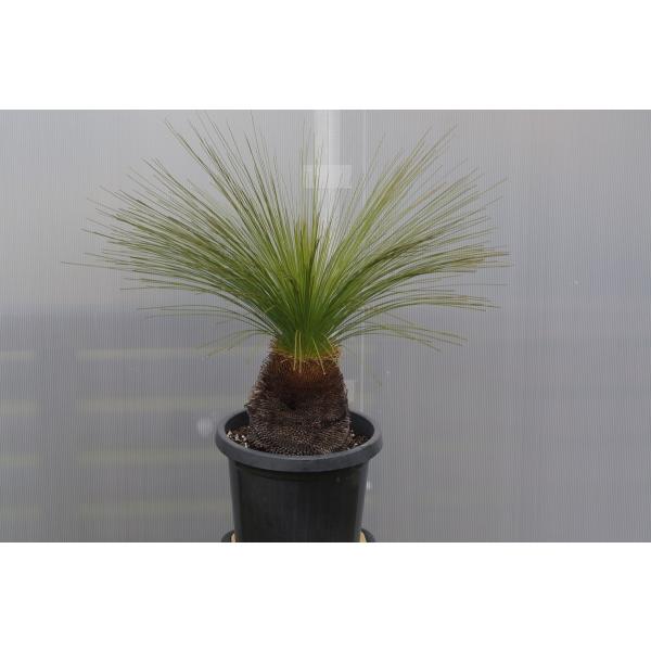 xanthorrhoea johnsonii クサントロエア・ジョンソニー /【Buyee】