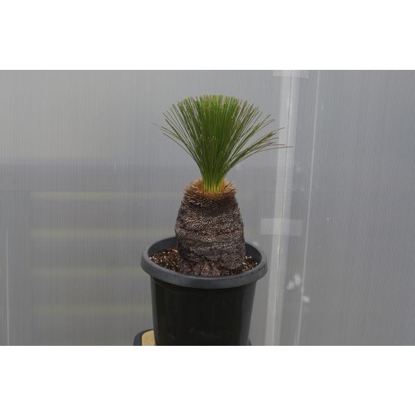 Xanthorrhoea australis クサントロエア オーストラリス /【Buyee】