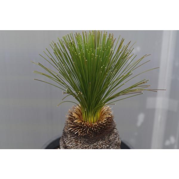 大特価 Xanthorrhoea /【Buyee】 オーストラリス クサントロエア australis その他観葉植物