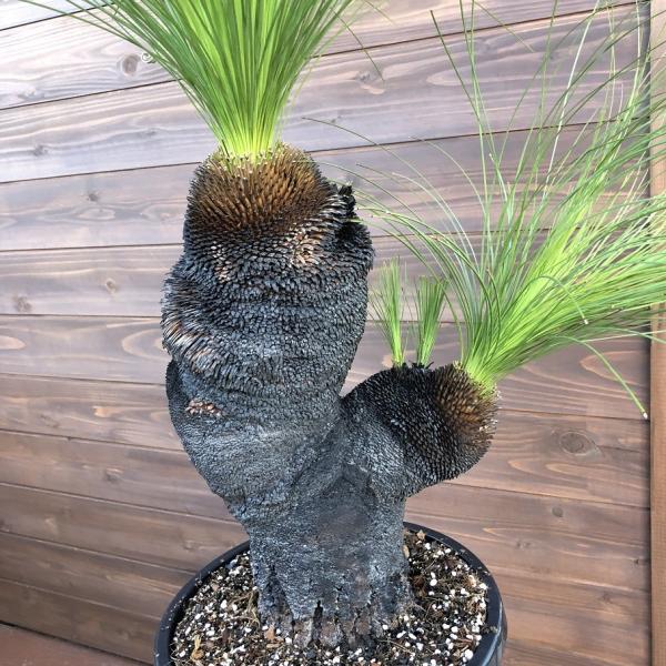 再入荷品 クサントロエア ジョンソニー Xanthorrhoea johnsonii | icom