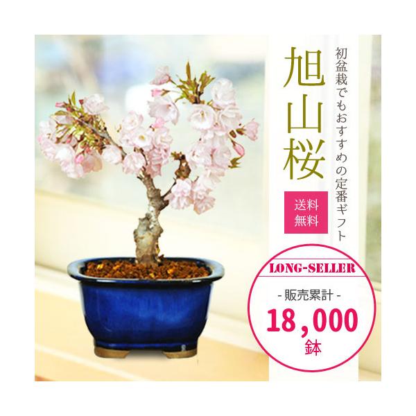 桜盆栽:一才桜(瀬戸焼鉢)*(2025年春開花予定) さくら あすつく 桜盆栽:一才桜(瀬戸焼鉢)*(2025年春開花予定) さくら あすつく